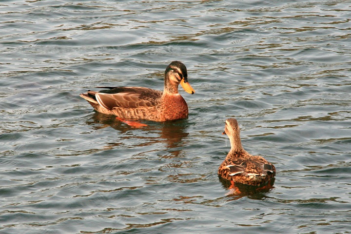 IMG_3710.JPG