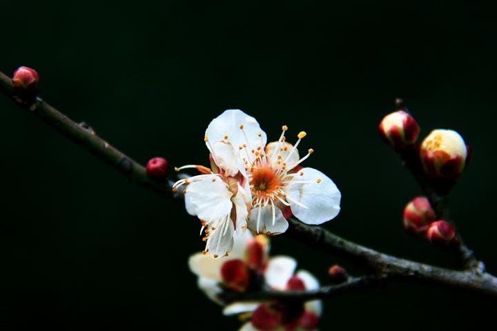 IMG_4348.JPG