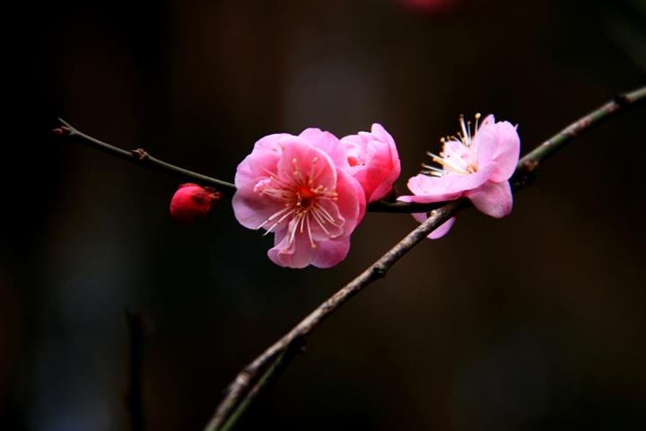 IMG_4372.JPG