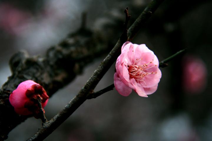IMG_4347.JPG