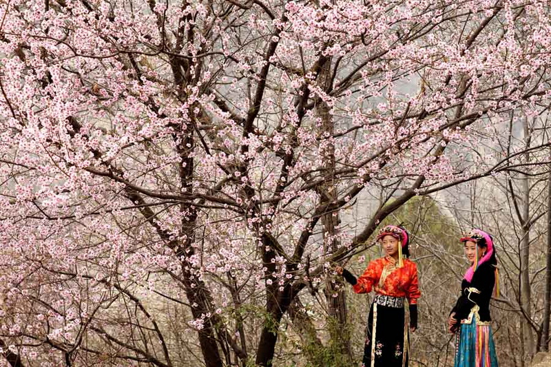 桃花树下