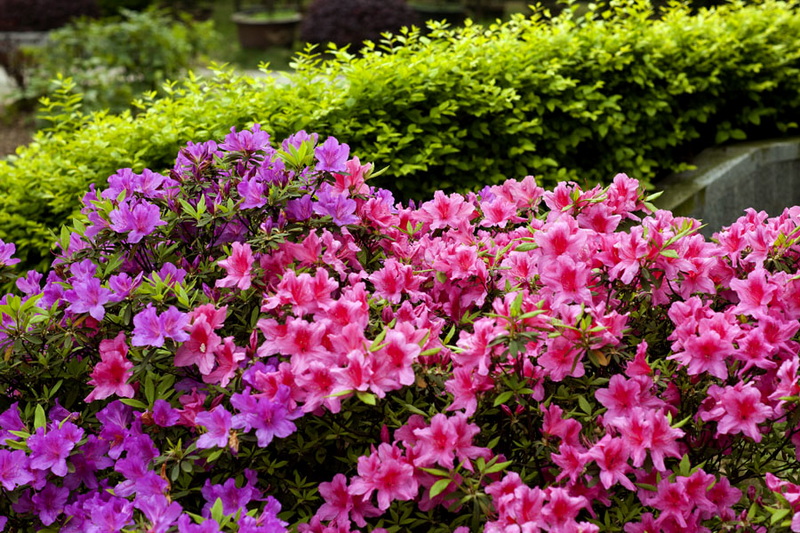 _MG_2901副本.jpg
