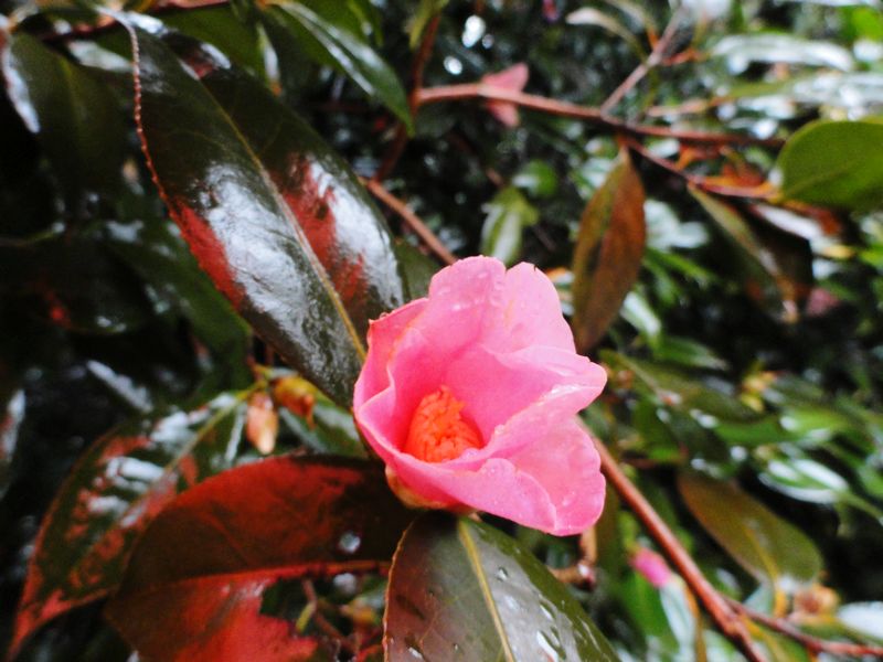 DSC08225.jpg