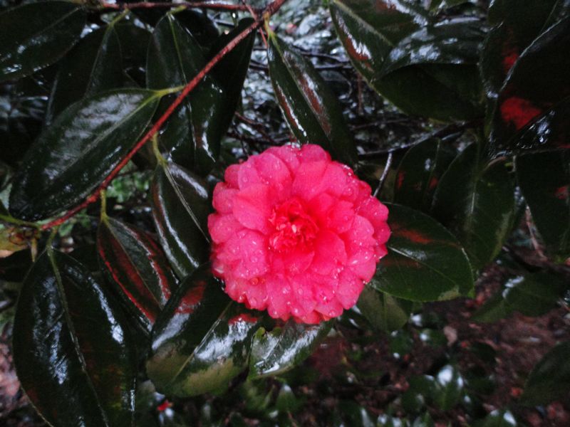 DSC08228.jpg