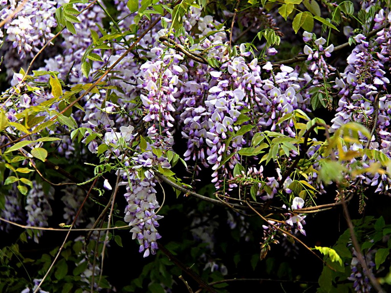 IMG_4800.JPG