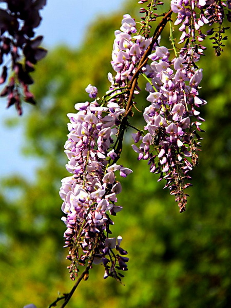 IMG_4866.JPG