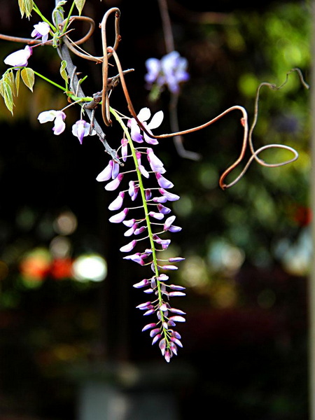 IMG_4867.JPG