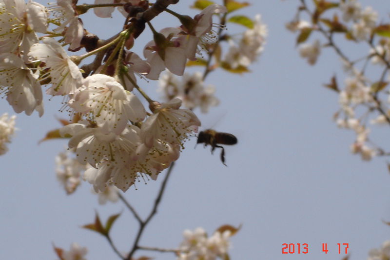 DSC00438.JPG