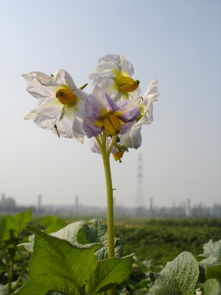 DSC00500_副本.jpg