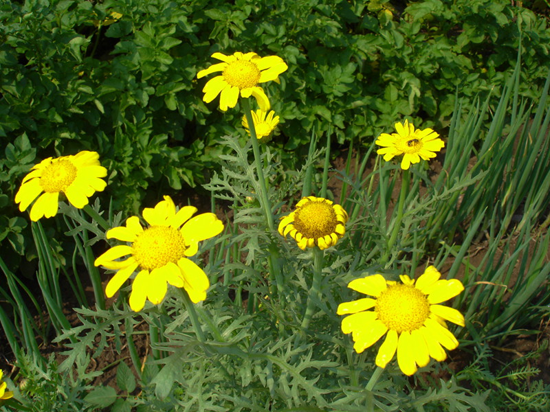 DSC00520.JPG