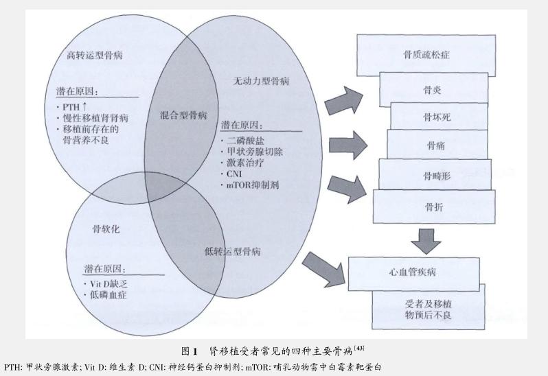 维生素D与慢性肾脏病和肾移植.JPG