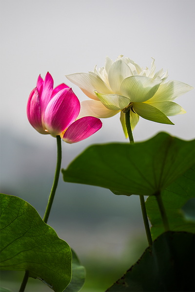 ““_R3A6438”为智能对象-1”为智能对象-1.jpg