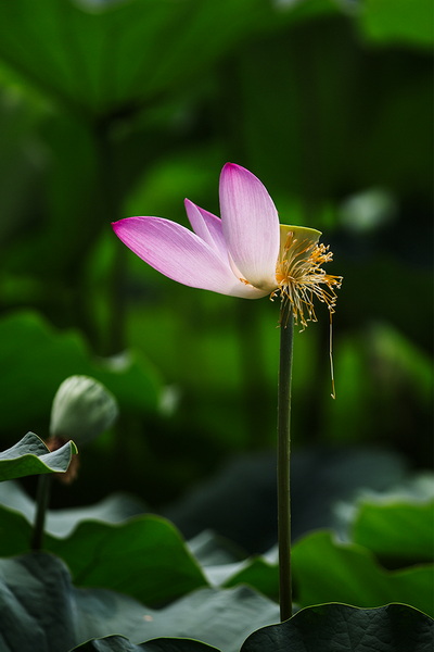 ““_R3A6454”为智能对象-1”为智能对象-1.jpg