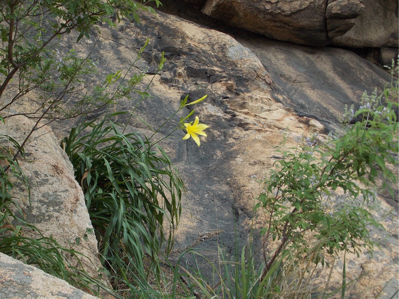 DSCN1211金针花 - 黄花菜 - 萱草.JPG