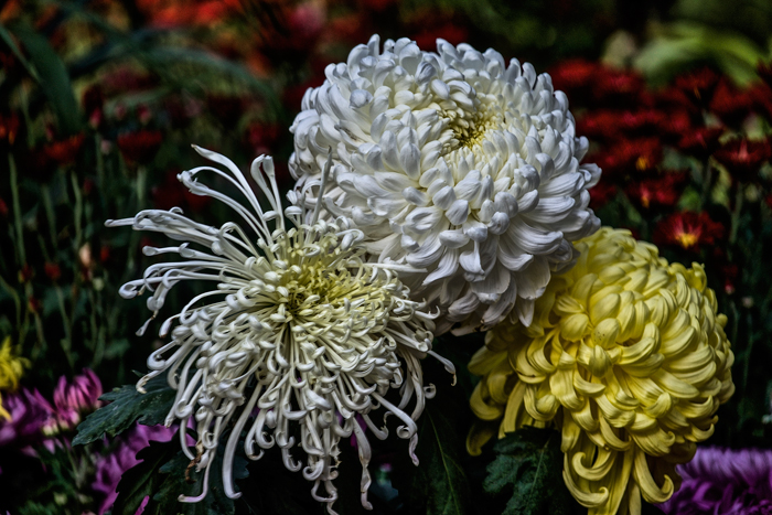 _DSC9976.jpg