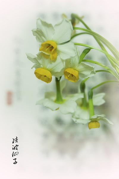 IMGP7074.jpg