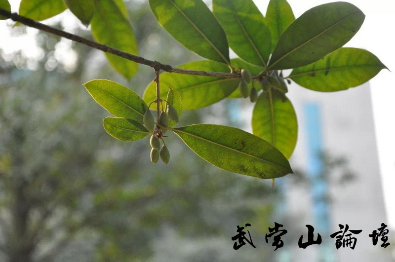 桂子