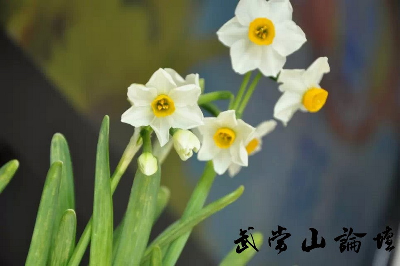 水仙