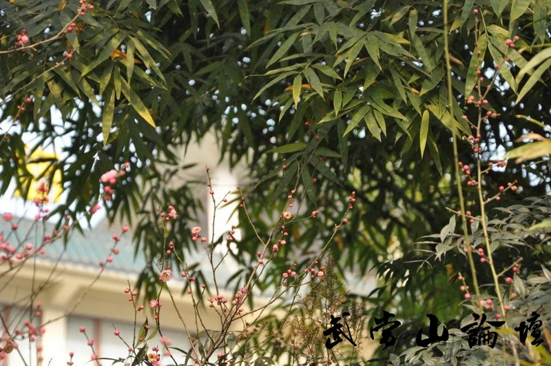 梅花和竹子