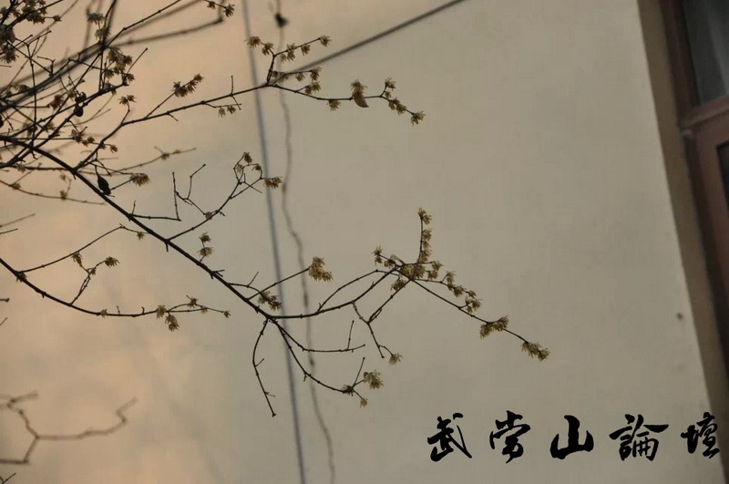 蜡梅