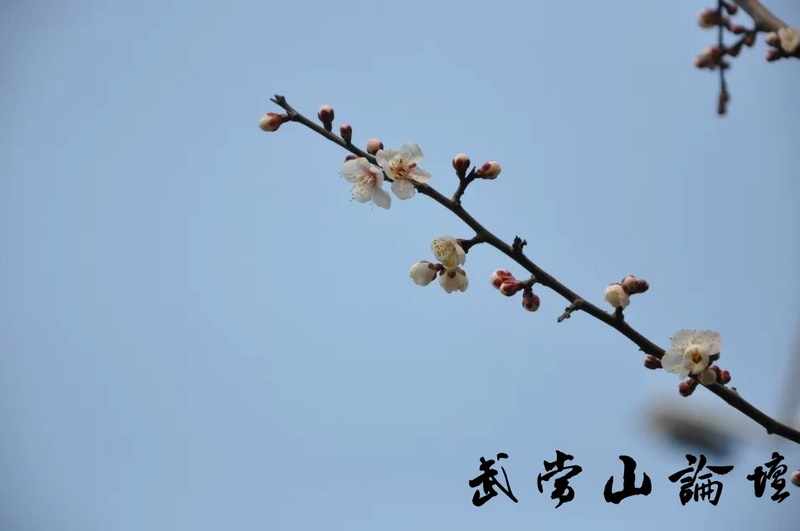 白梅