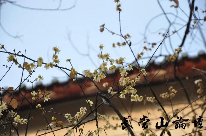 蜡梅