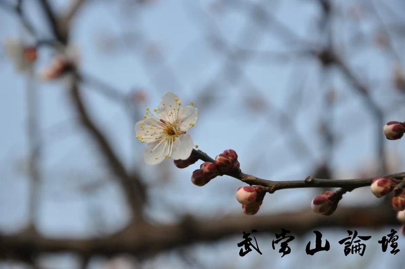 白javascript:;梅