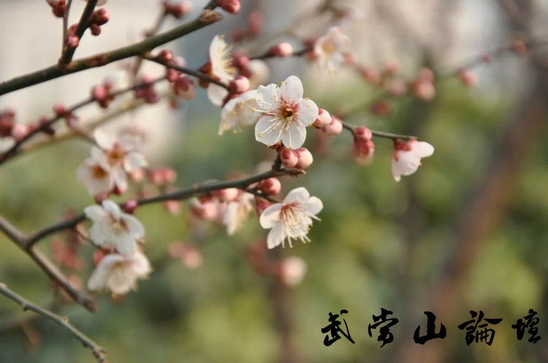 白梅