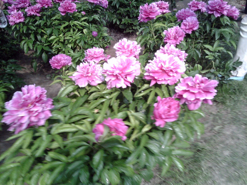 IMG_20150517_090830.jpg