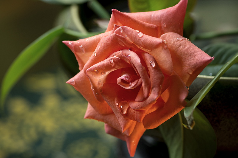 IMGP4028.jpg