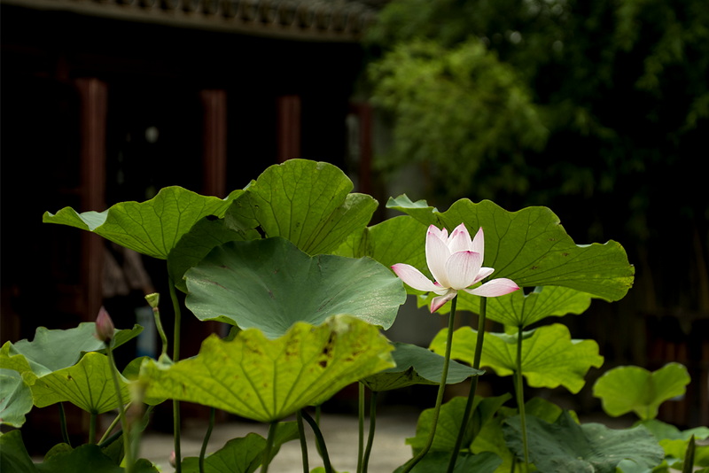 IMGP3807.jpg