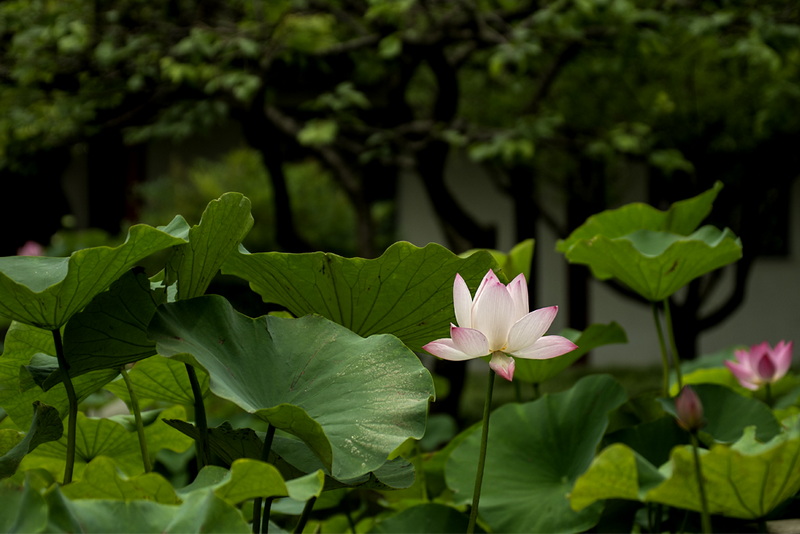 IMGP3810.jpg