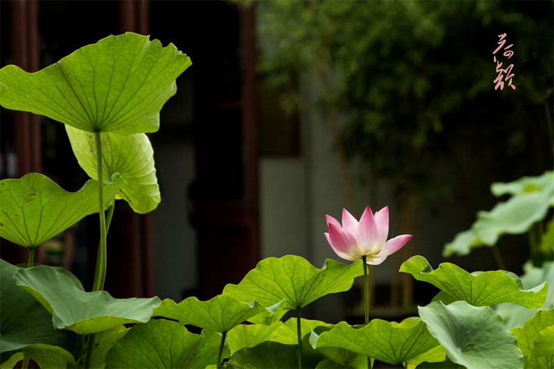IMGP3812.jpg