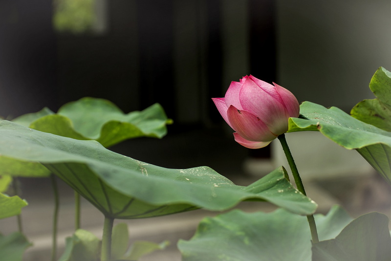 IMGP3813.jpg