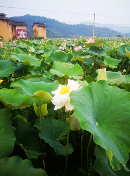 IMG_20150715_101848_副本_副本.jpg