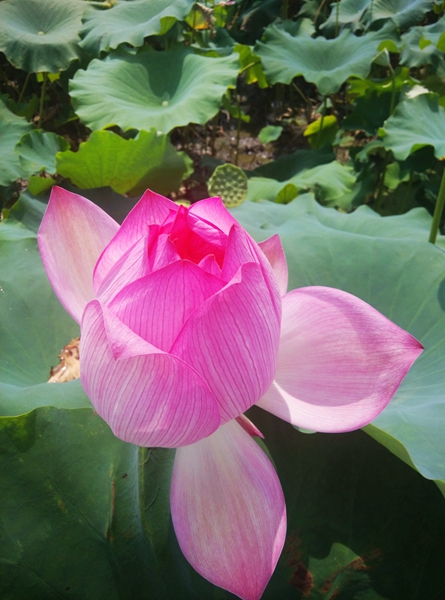 IMG_20150715_103801_副本_副本.jpg