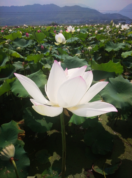 IMG_20150715_103501_副本_副本.jpg