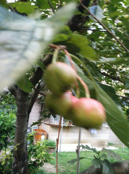 IMG_20150916_173349.jpg