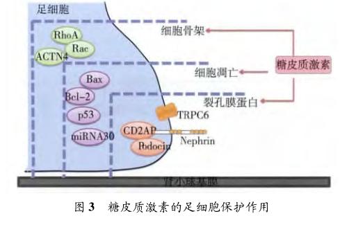 图3糖皮质激素的足细胞保护作用.jpg
