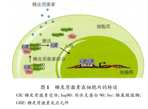 图1糖皮质激素在细胞内的转运.jpg