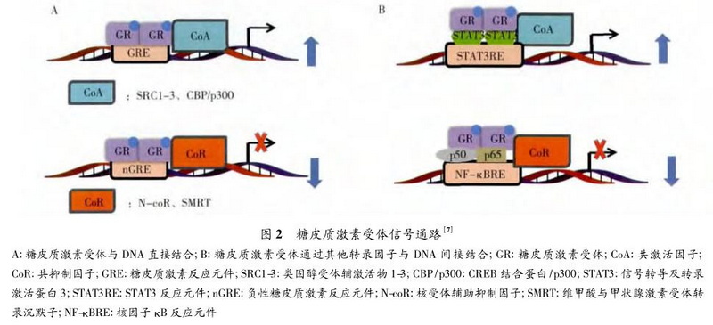 图2糖皮质激素受体信号通路.jpg