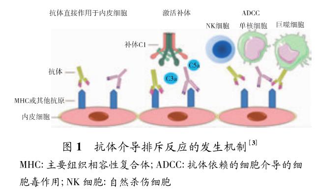 1 移植肾抗体介导的排斥反应的诊治新进展.jpg