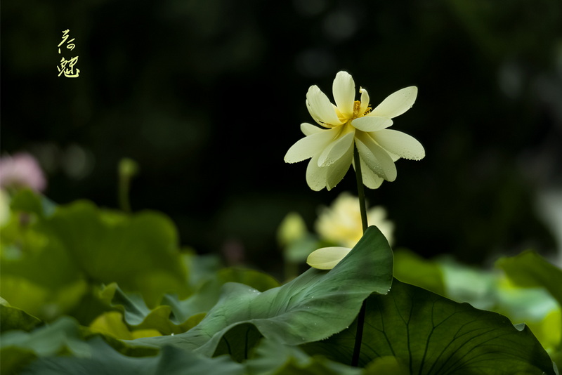 IMGP0169.jpg