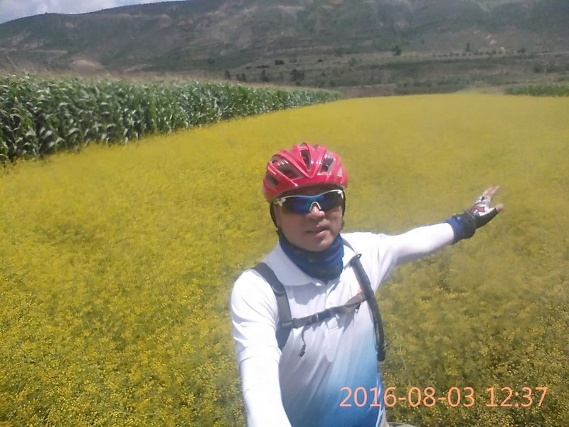 正在开的油菜花