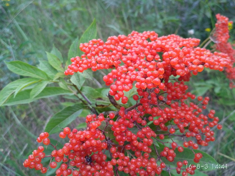 小红果，远看像花一样红艳