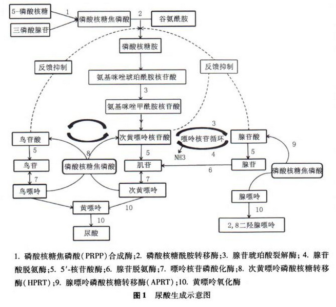 中国高尿酸血症相关疾病诊疗多学科专家共识-1图1.jpg