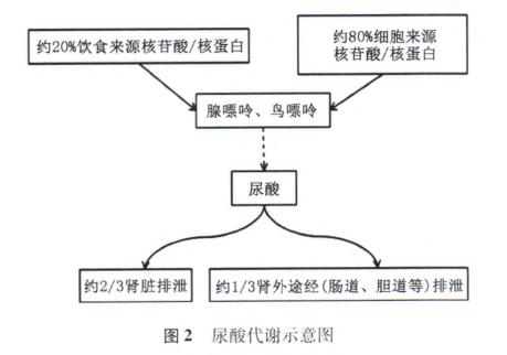 中国高尿酸血症相关疾病诊疗多学科专家共识-2图2.jpg