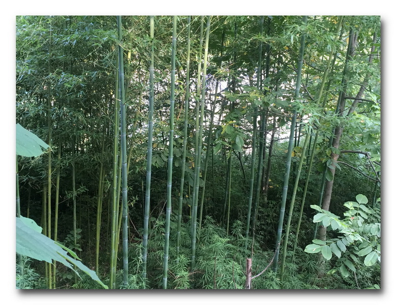 竹-1500.jpg
