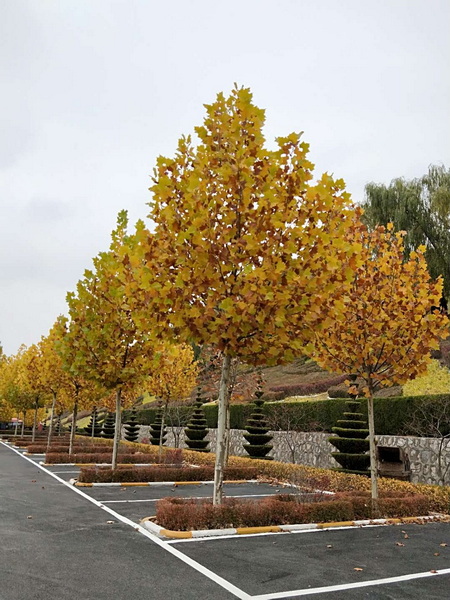 210928wh525qxx52x2wfx4.jpg