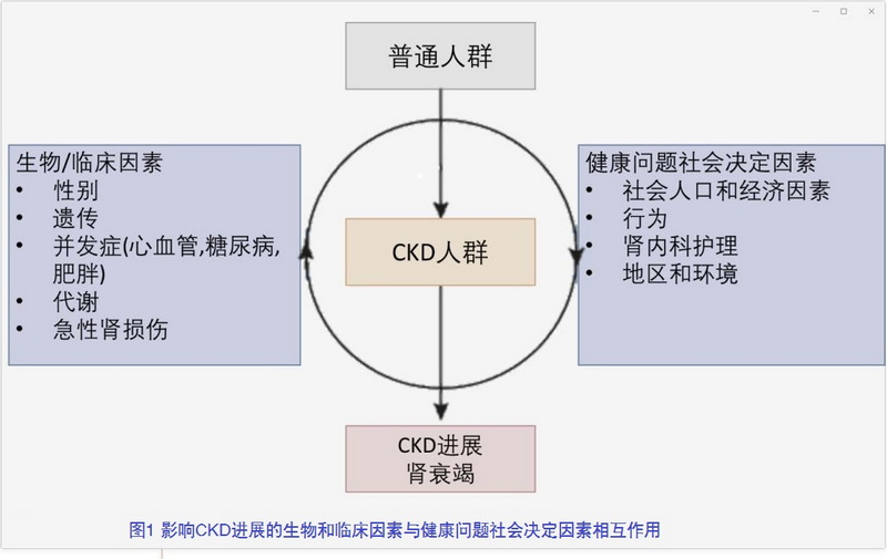图1 影响CKD进展的生物和临床因素与健康问题社会决定因素相互作用.jpg